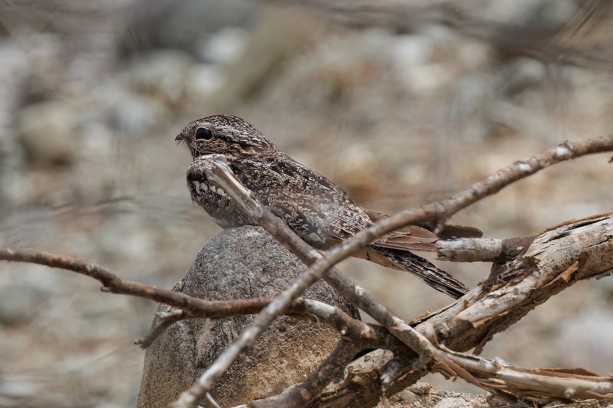 Lesser Nighthawk - ML631859689