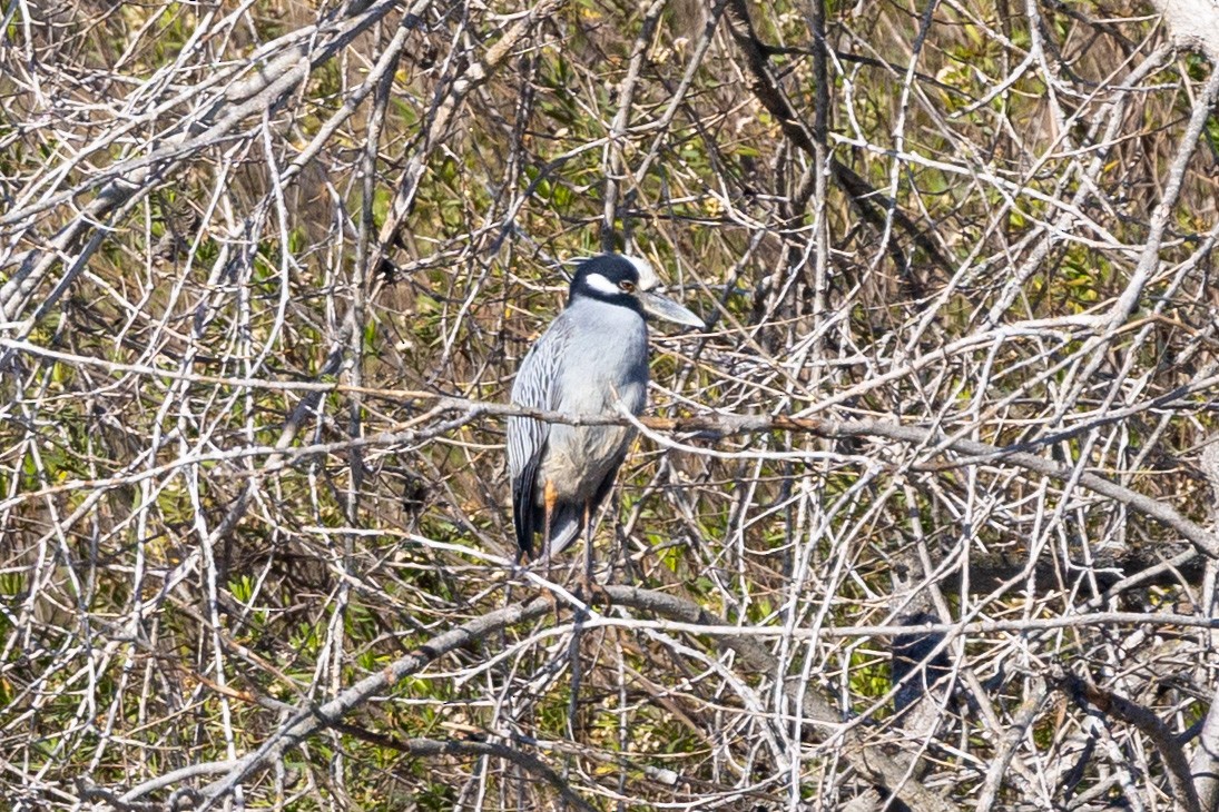Yellow-crowned Night Heron - ML631859732