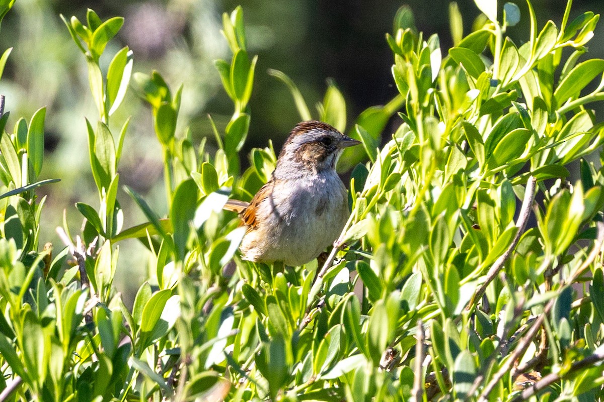 Swamp Sparrow - ML631859739