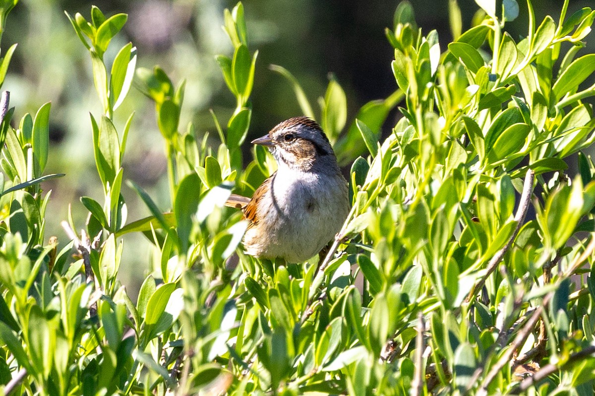 Swamp Sparrow - ML631859740