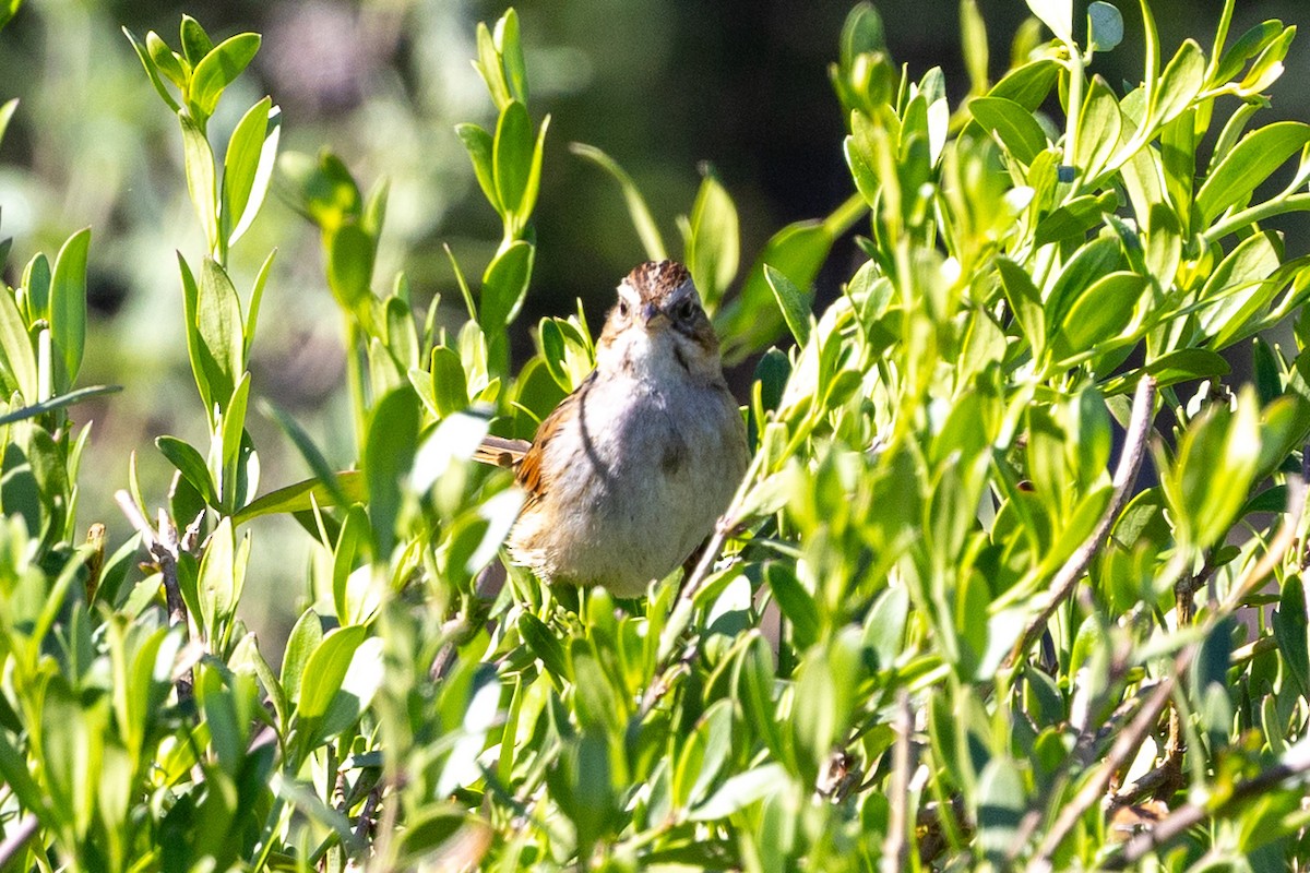 Swamp Sparrow - ML631859741