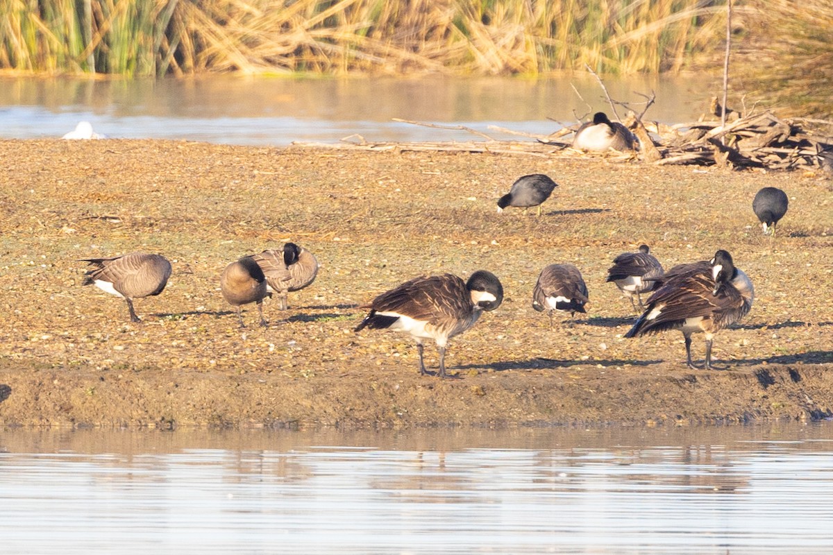 Cackling Goose - ML631859745