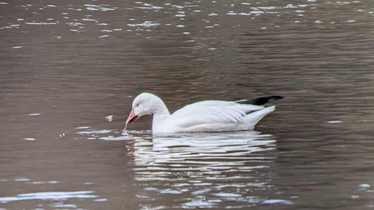 Snow Goose - ML631859833