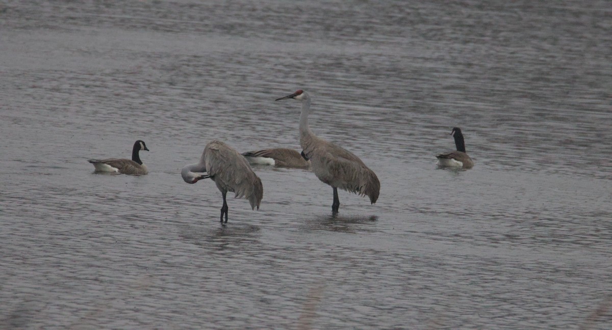 Sandhill Crane - ML631859837