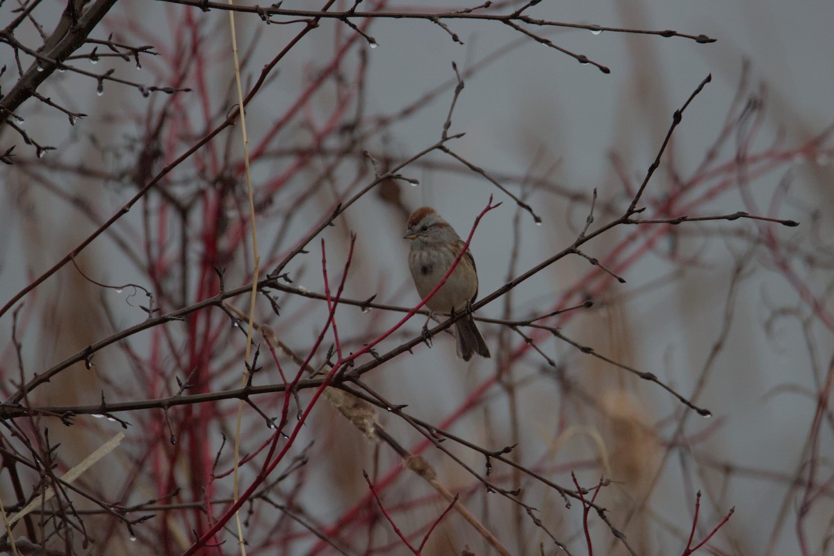 American Tree Sparrow - ML631859863