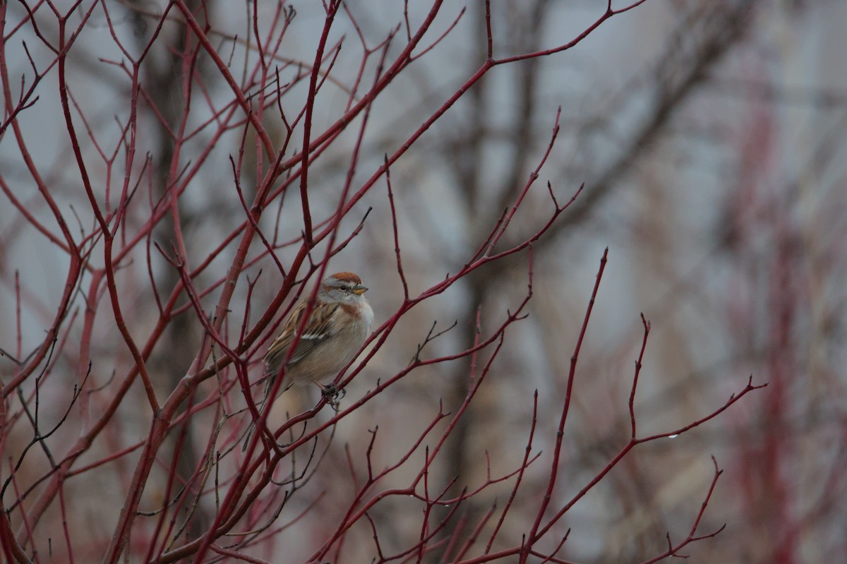 American Tree Sparrow - ML631859889