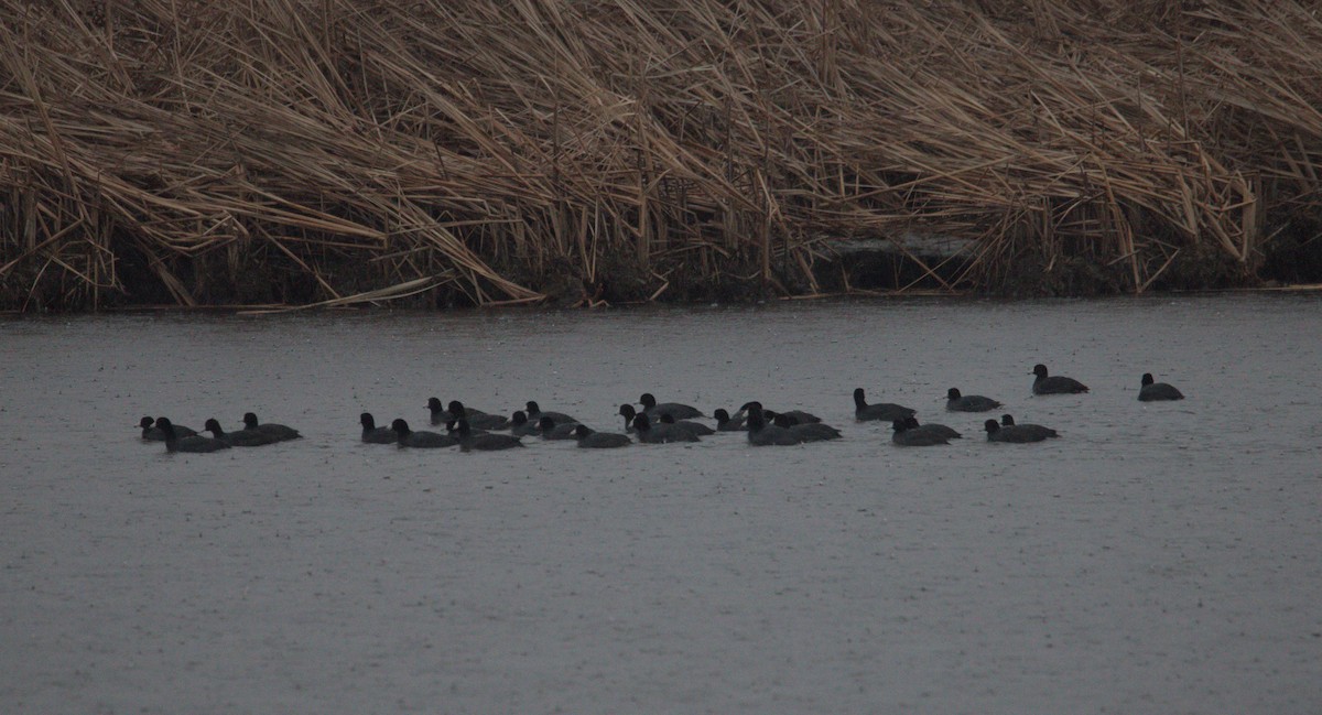 American Coot - ML631859905