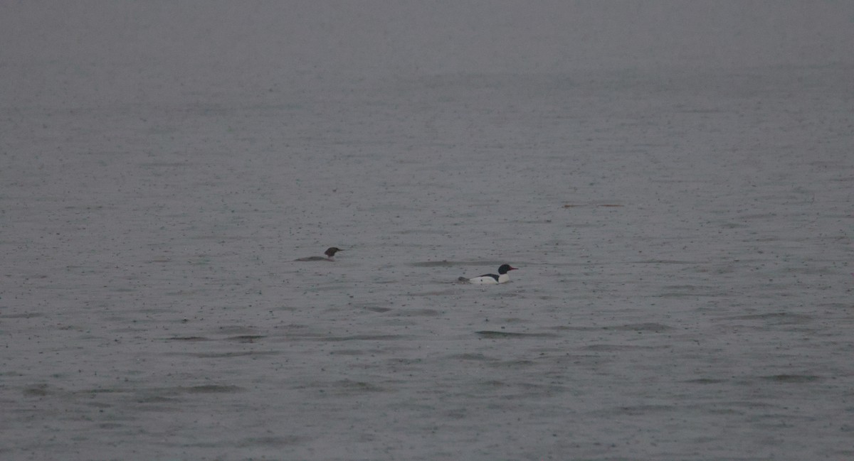 Common Merganser - ML631859947