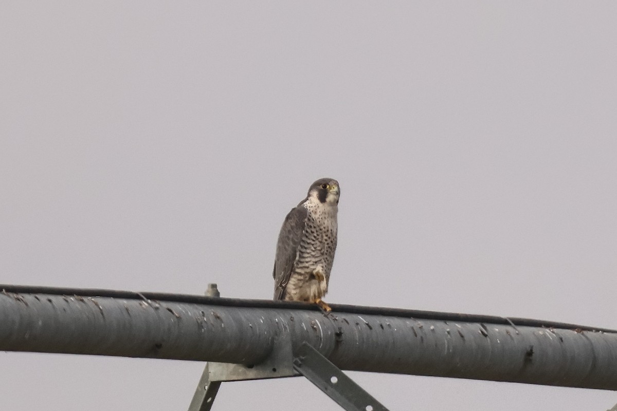 Peregrine Falcon - ML631859956