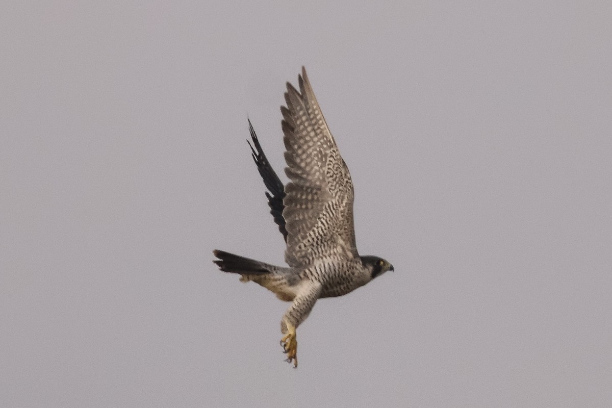 Peregrine Falcon - ML631859957