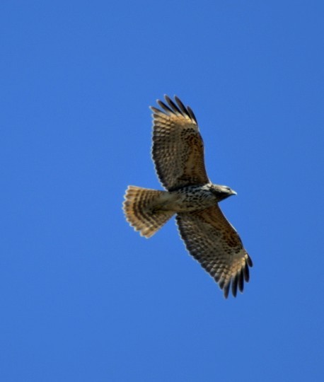 Red-shouldered Hawk - ML631860022
