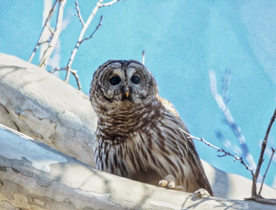 Barred Owl - ML631860042