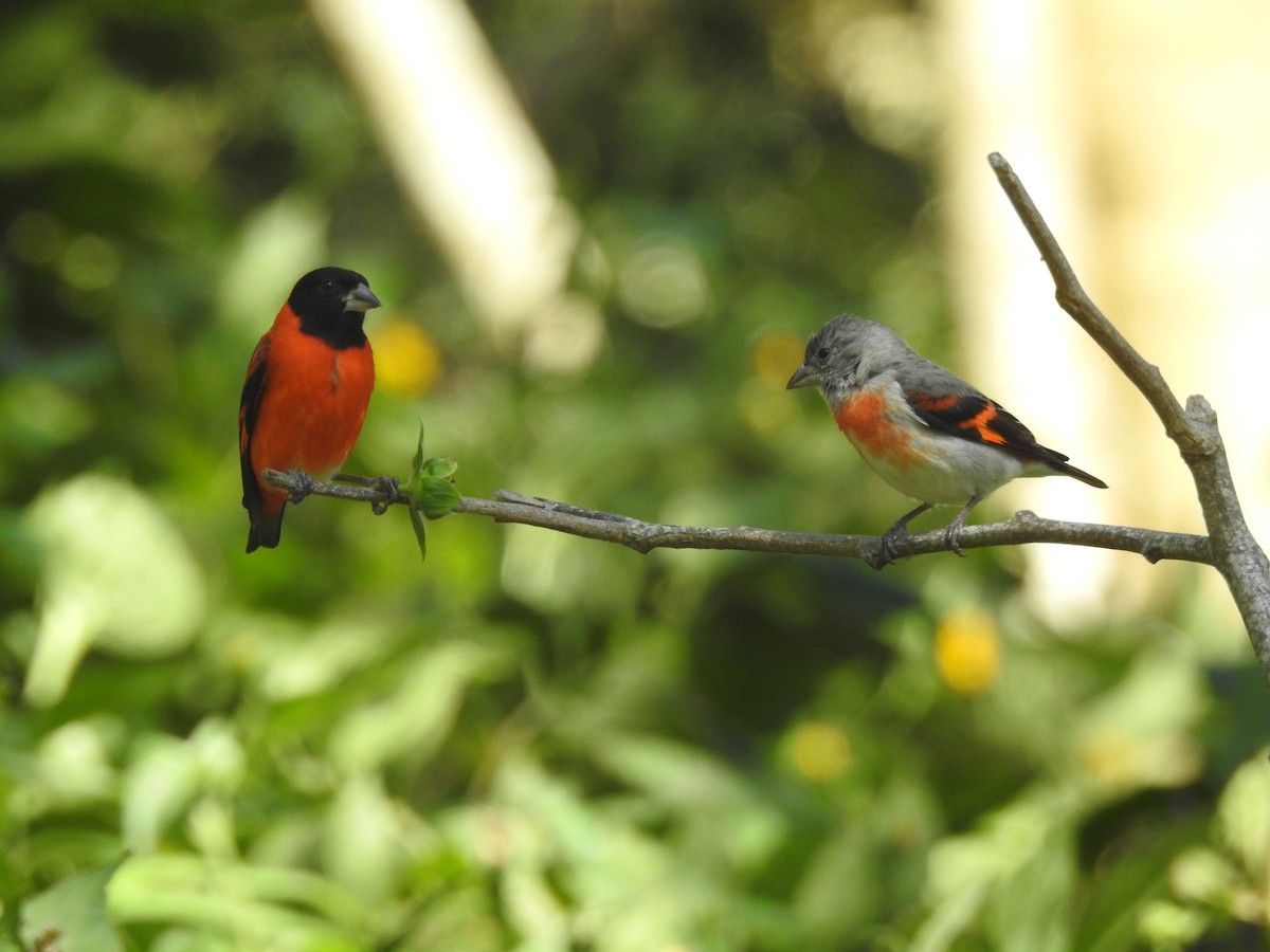 Red Siskin - ML631860057