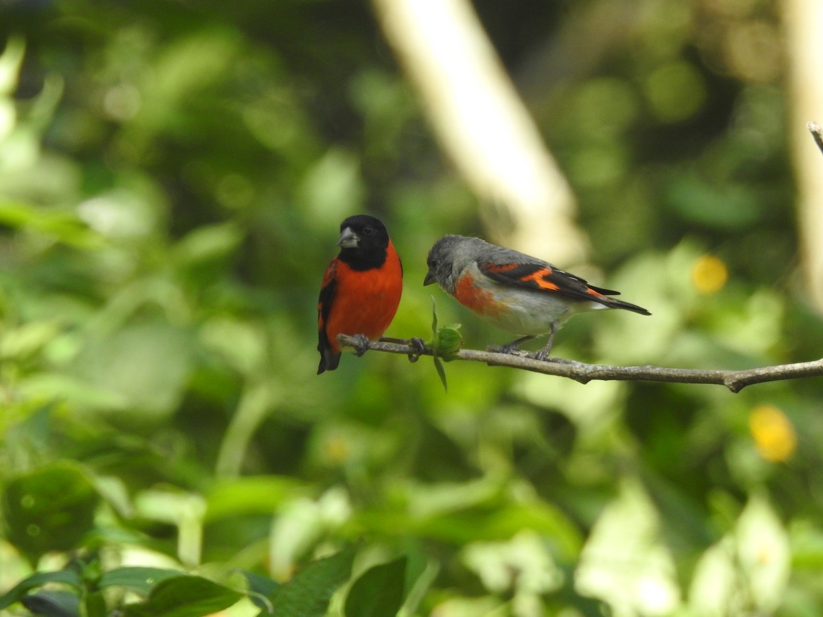 Red Siskin - ML631860058