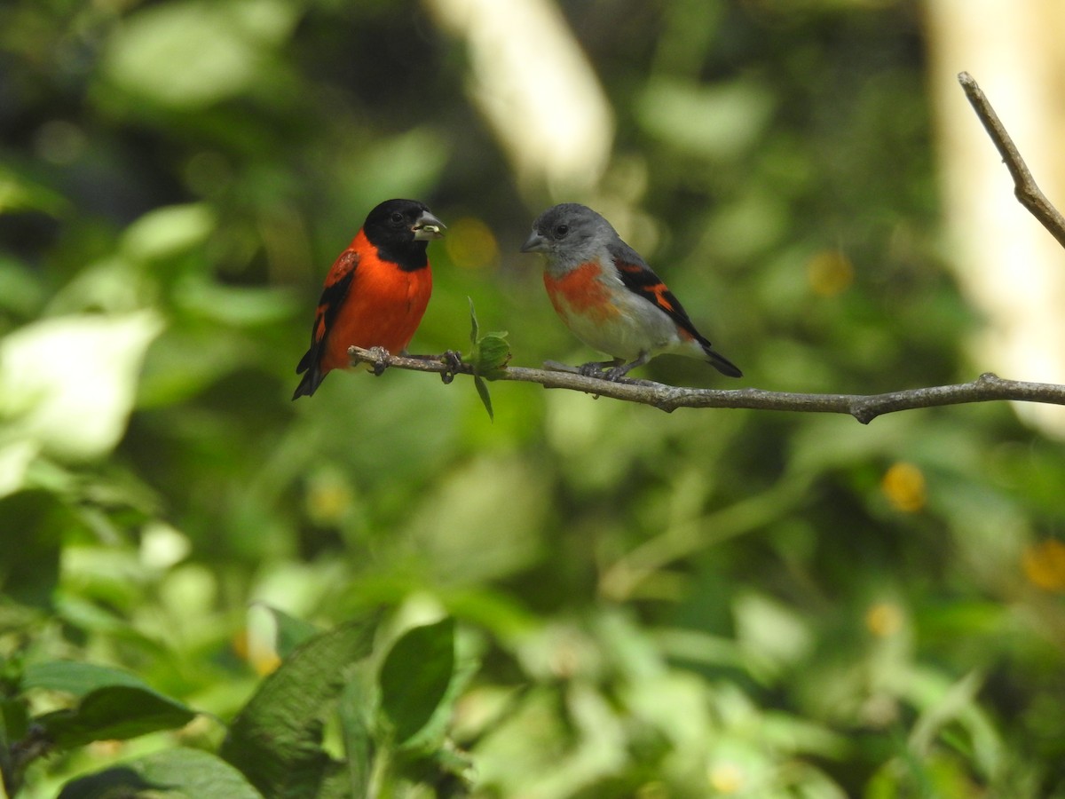 Red Siskin - ML631860061