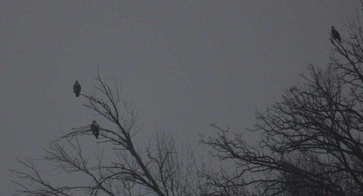 Bald Eagle - ML631860087