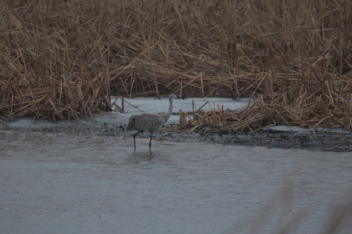 Sandhill Crane - ML631860092