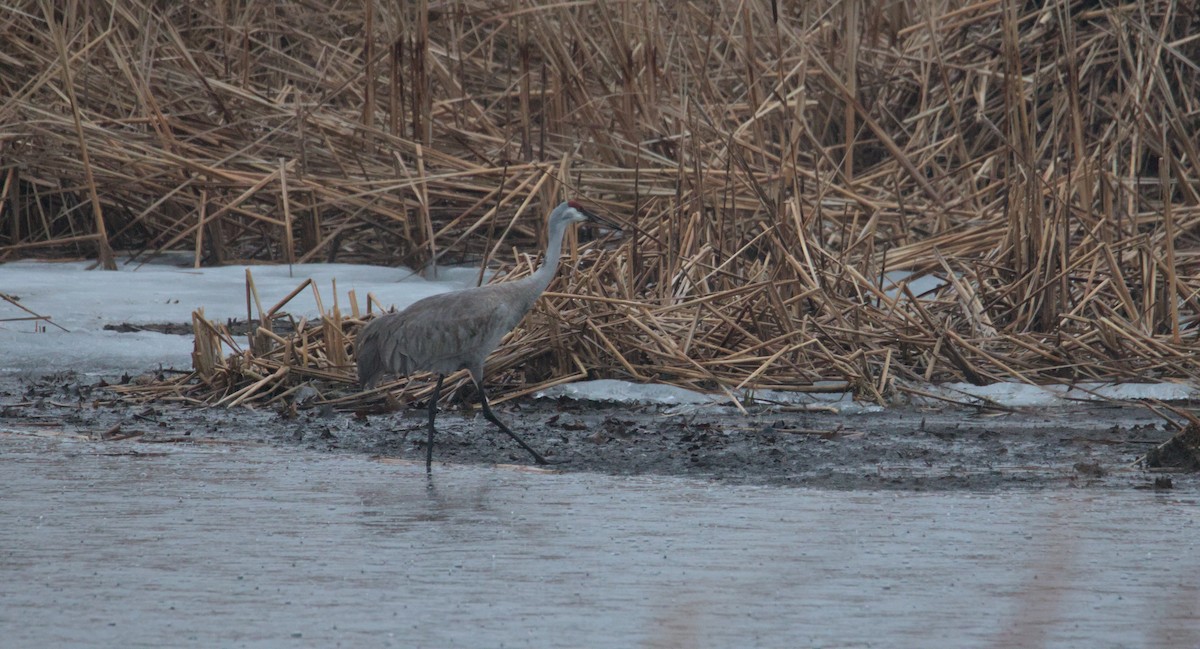 Sandhill Crane - ML631860099