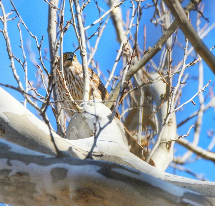 Cooper's Hawk - ML631860133
