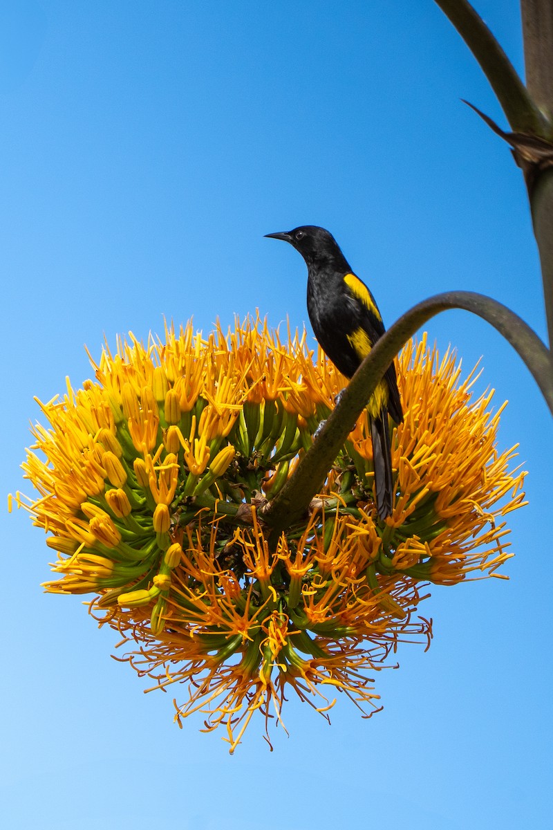 Hispaniolan Oriole - ML631860180
