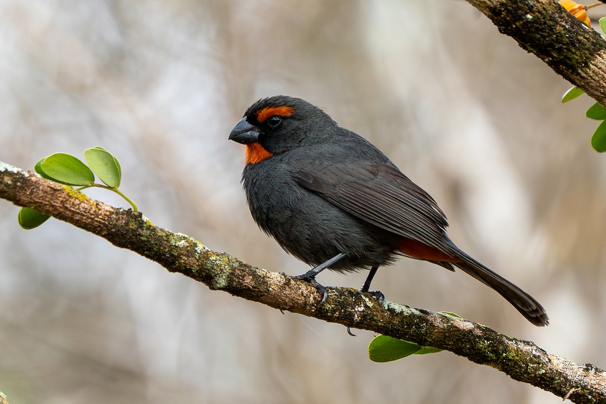 Greater Antillean Bullfinch - ML631860187