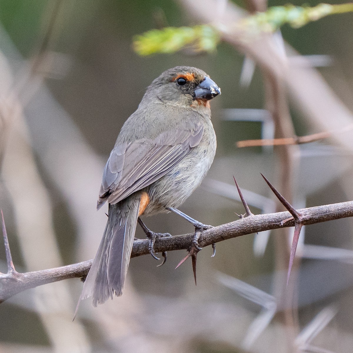 Greater Antillean Bullfinch - ML631860188
