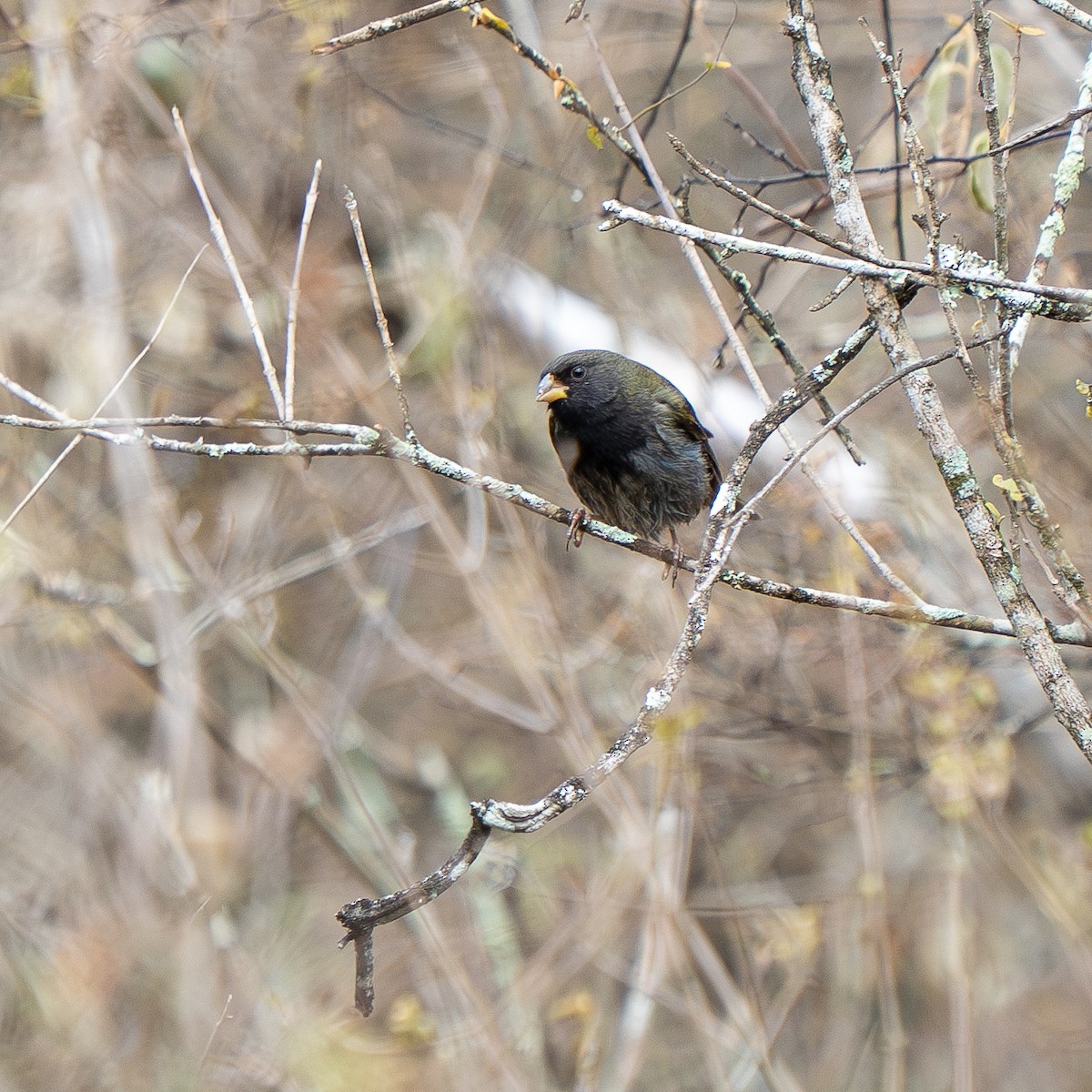 Black-faced Grassquit - ML631860190