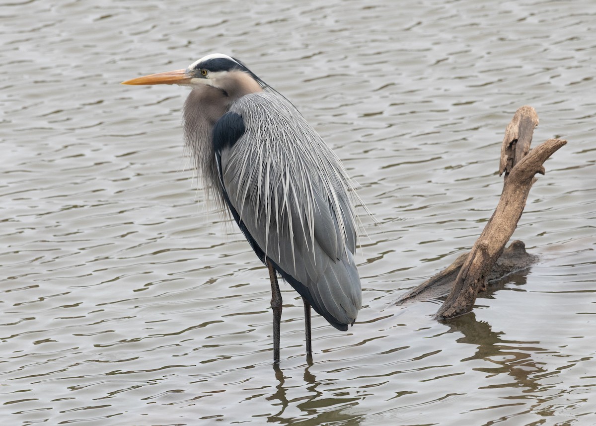 Great Blue Heron - ML631860191