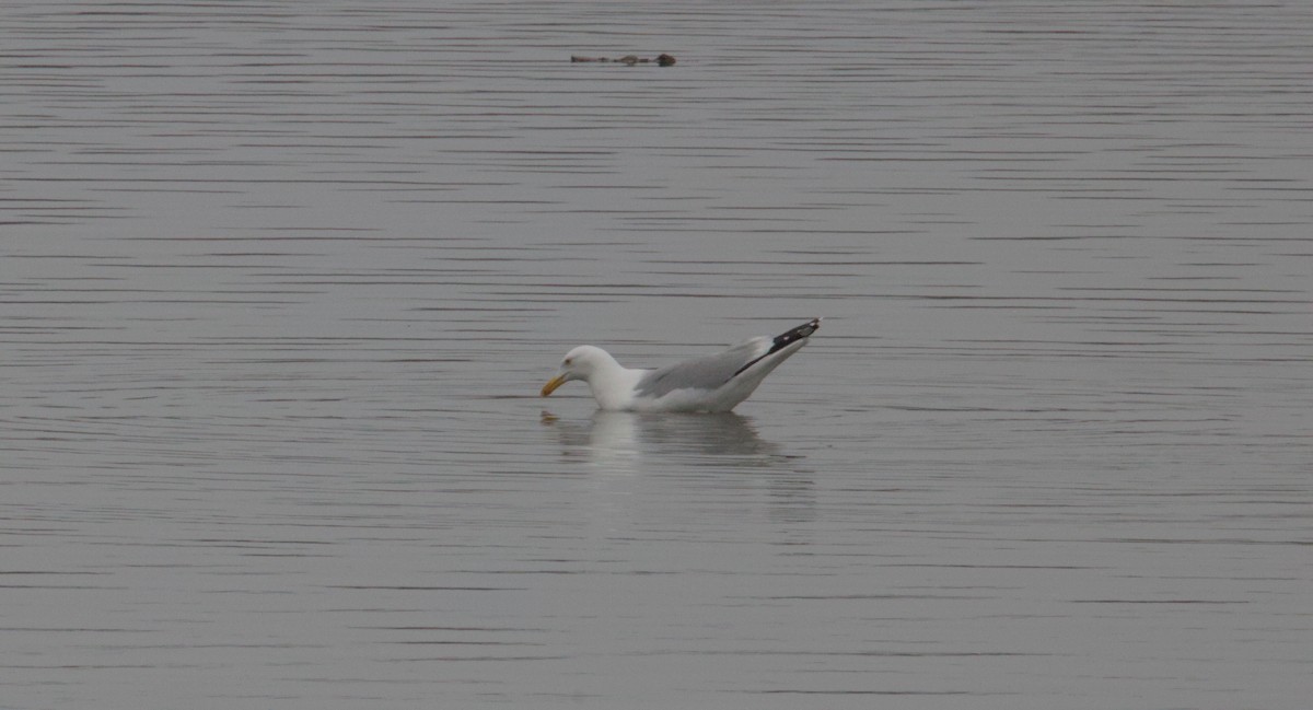 American Herring Gull - ML631860275