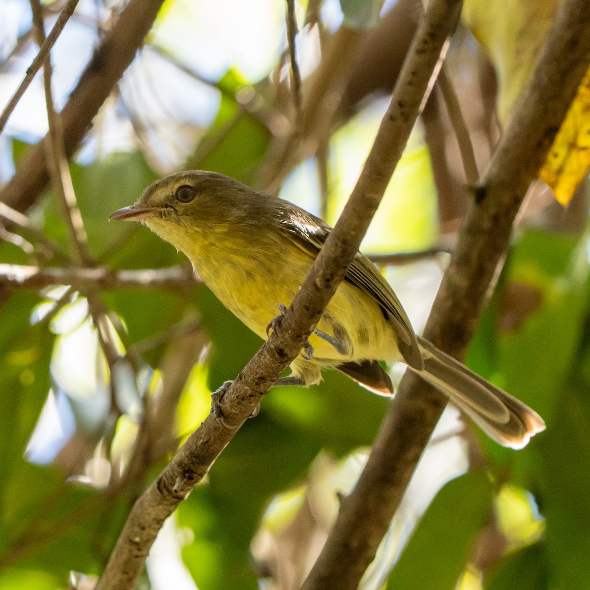 Flat-billed Vireo - ML631860277