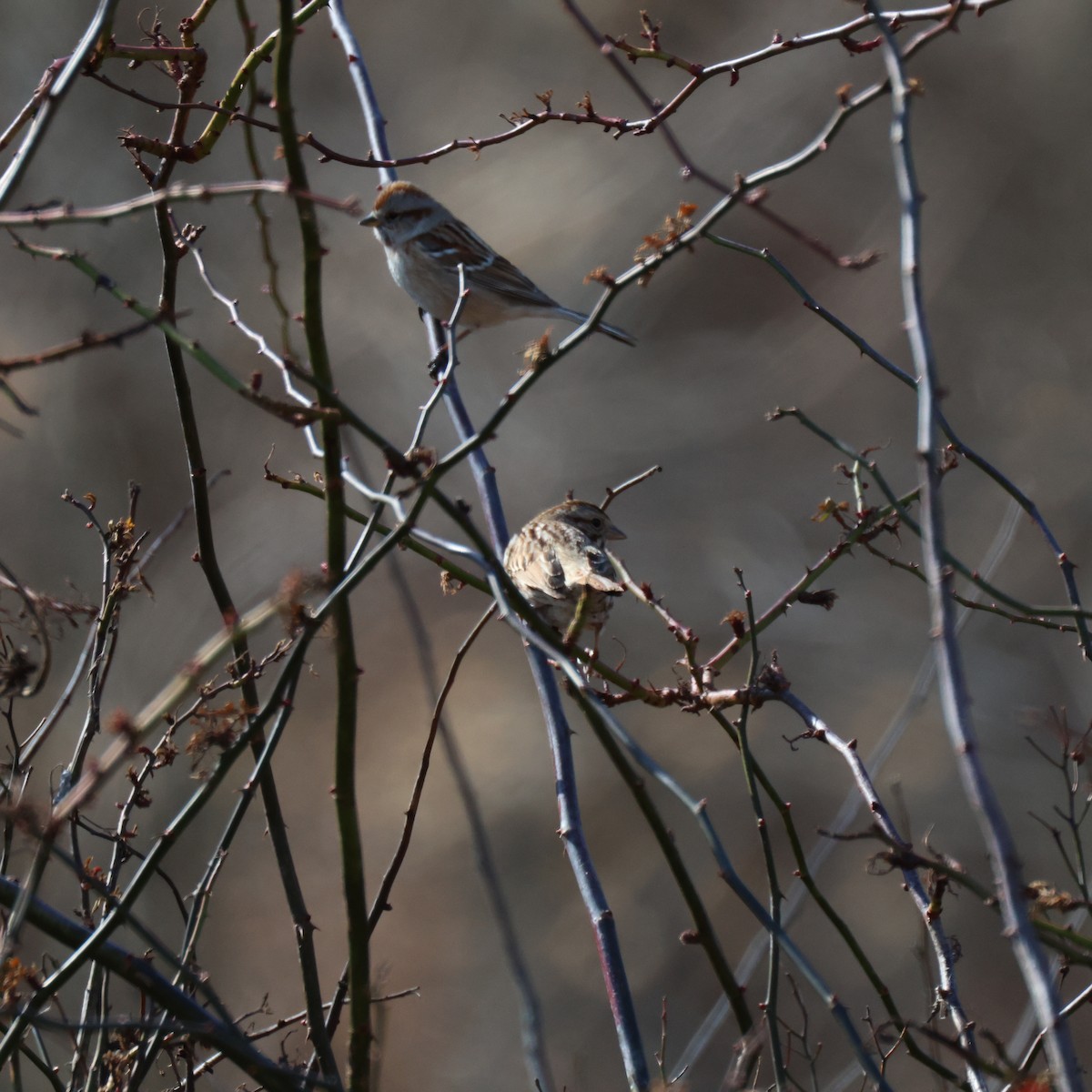 Spizella sp./American Tree Sparrow - ML631860406