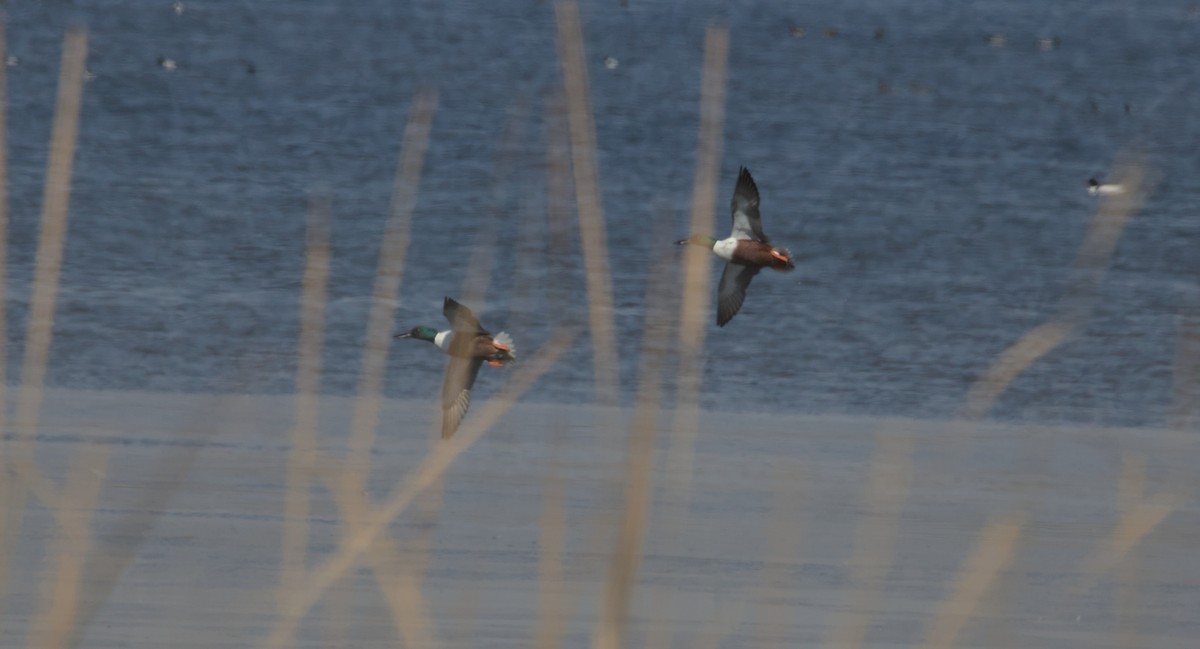Northern Shoveler - ML631860444