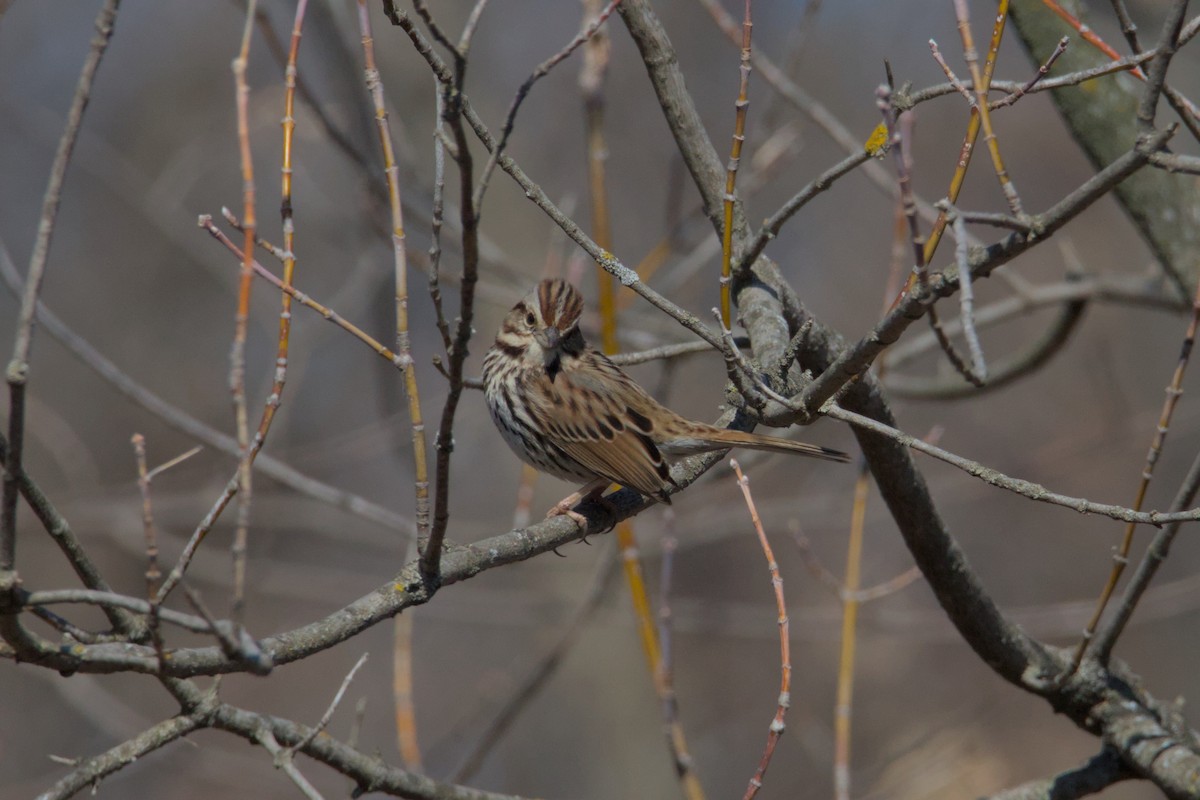Song Sparrow - ML631860454