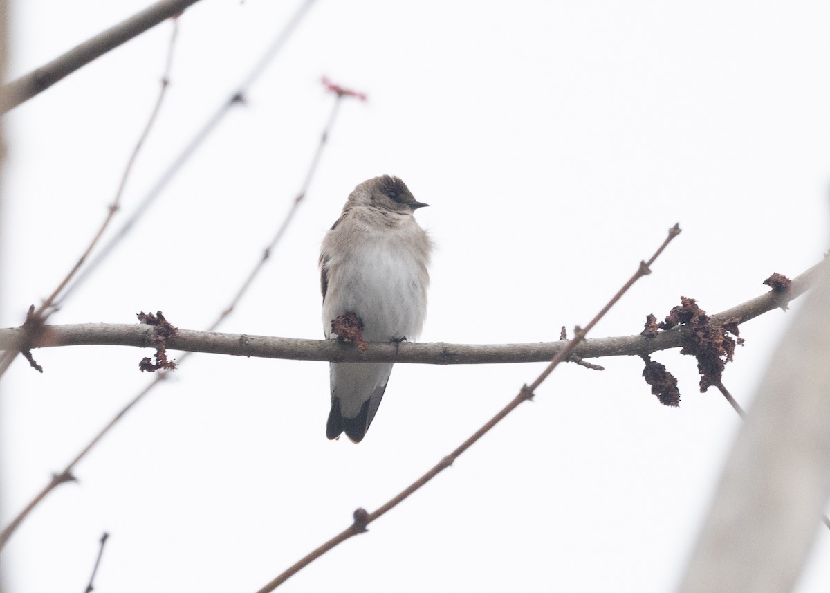 Northern Rough-winged Swallow - ML631860459