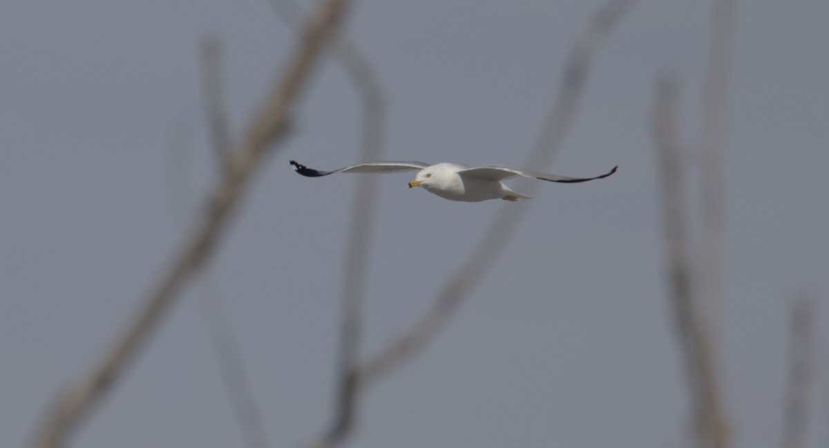 Ring-billed Gull - ML631860477