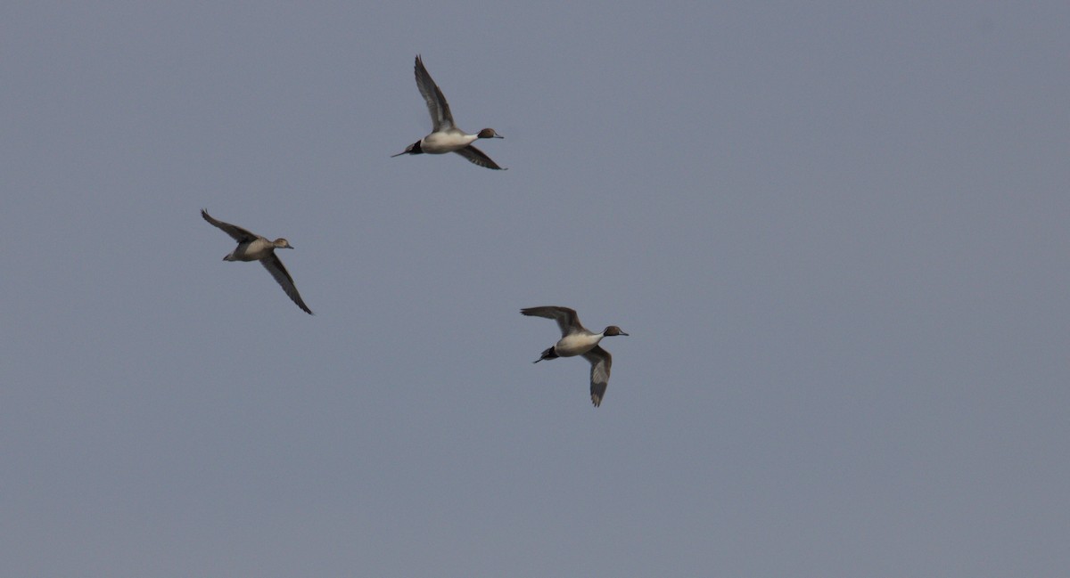 Northern Pintail - ML631860491