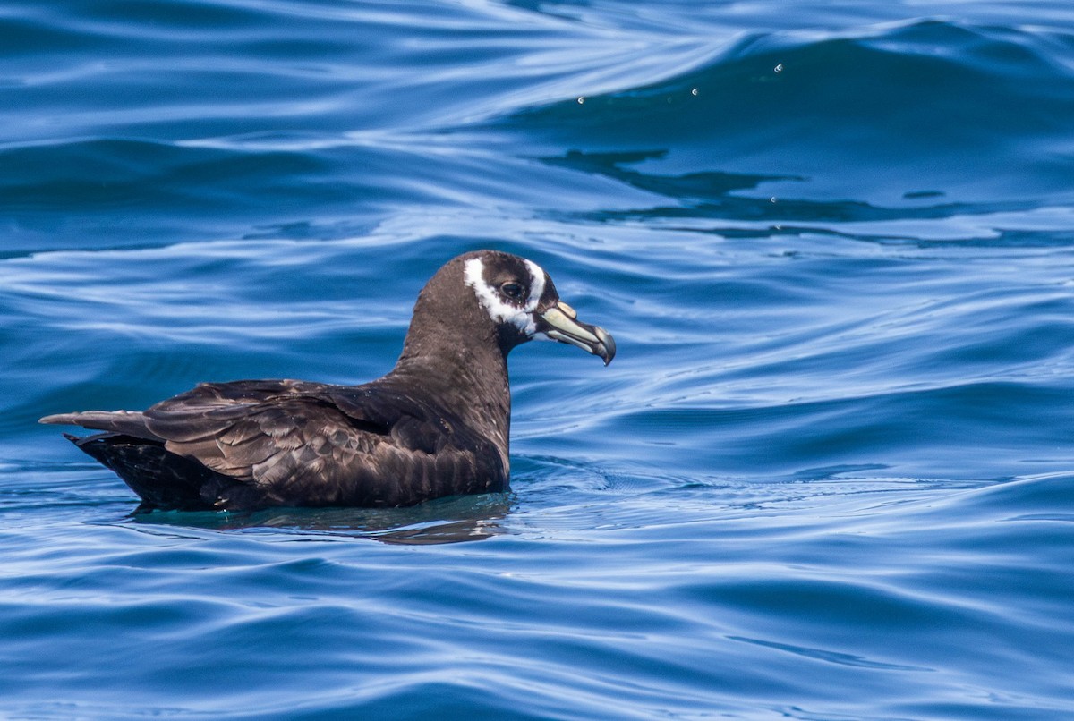 Spectacled Petrel - ML631860520