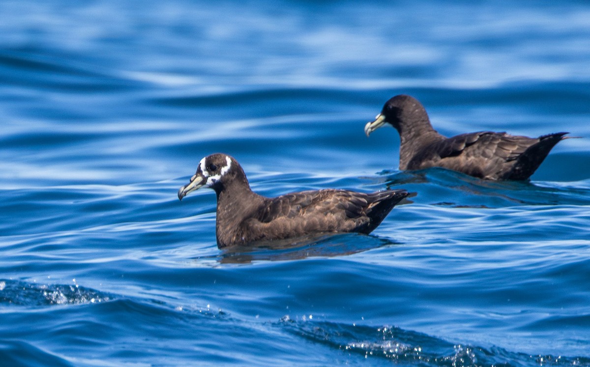 Spectacled Petrel - ML631860521