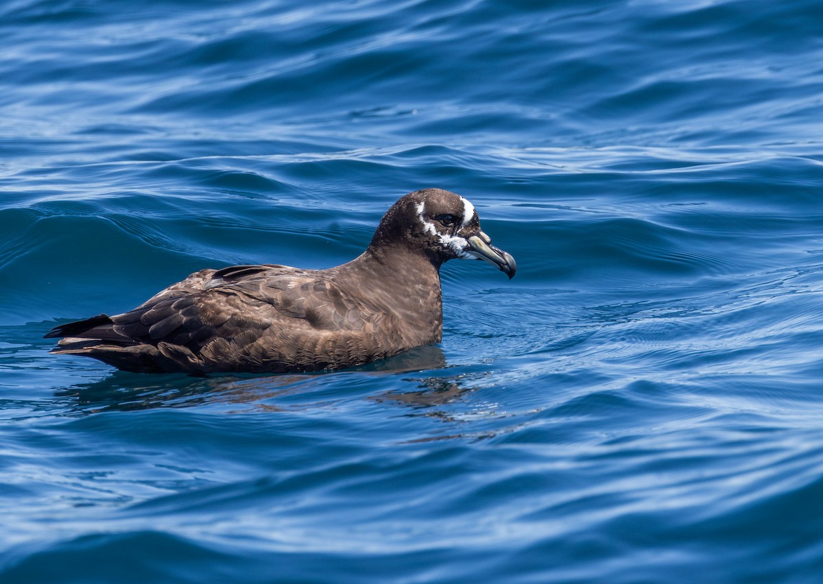 Spectacled Petrel - ML631860522