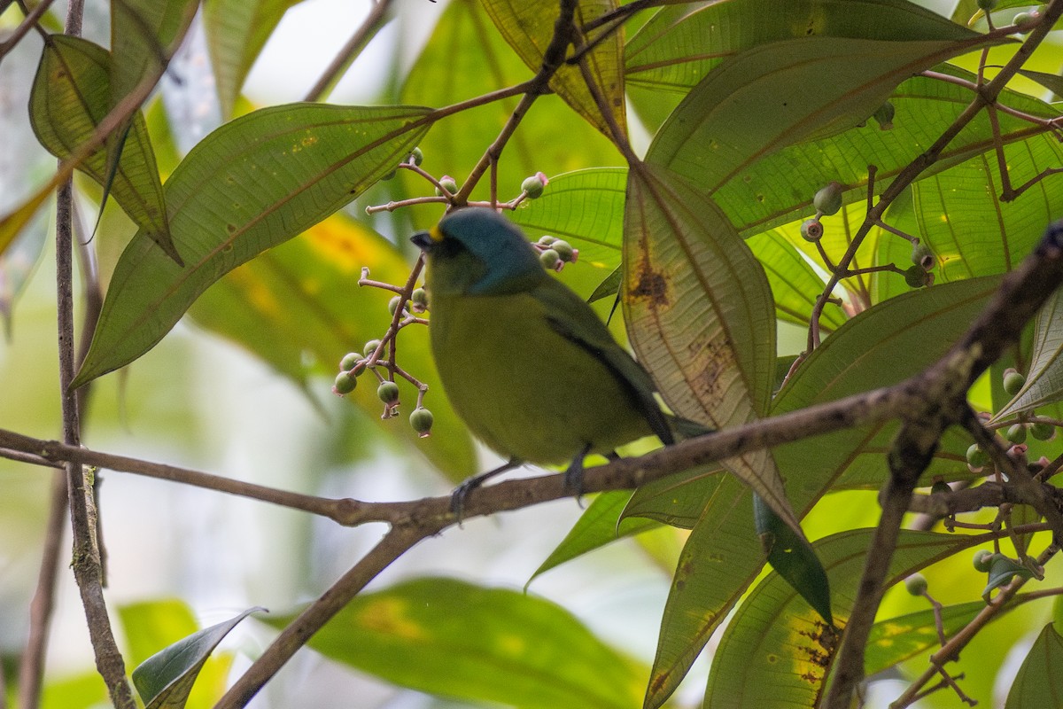 Lesser Antillean Euphonia - ML631860527