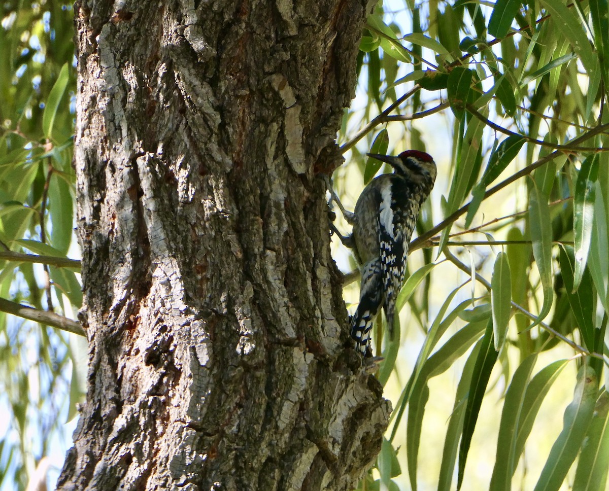 datel rudohrdlý - ML631860550