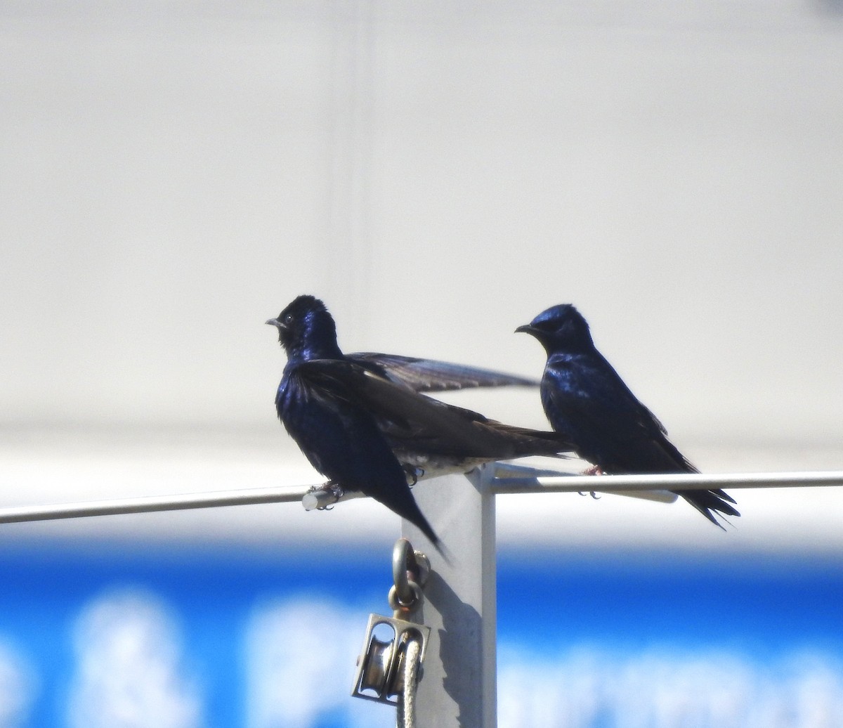 Purple Martin - ML631860614