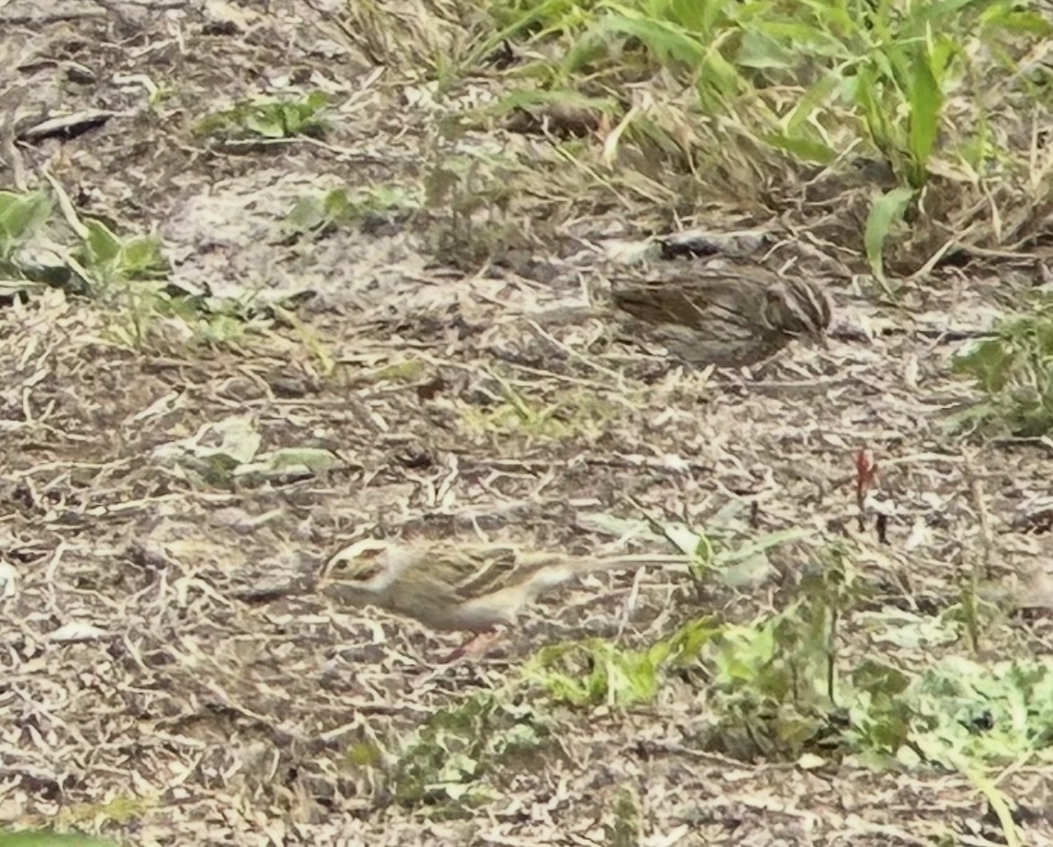 Clay-colored Sparrow - ML631860652