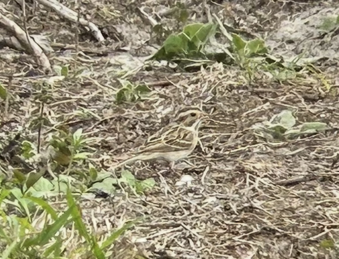 Clay-colored Sparrow - ML631860653