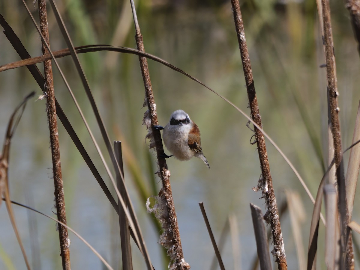 Eurasian Penduline-Tit - ML631860690