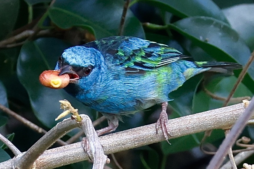 Blue Dacnis - ML631860736