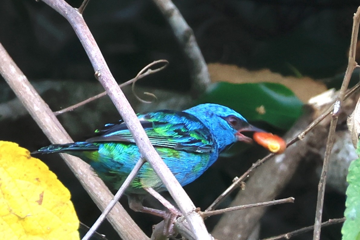 Blue Dacnis - ML631860737