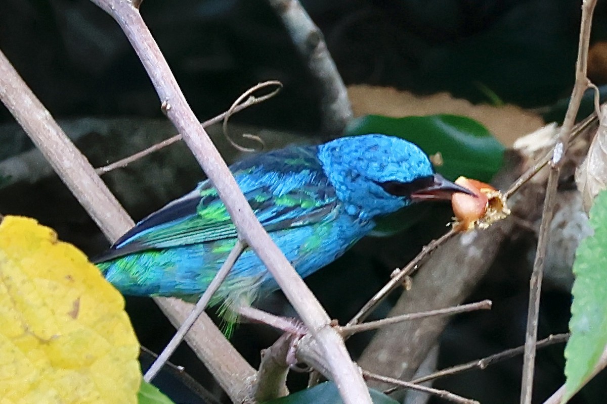 Blue Dacnis - ML631860738