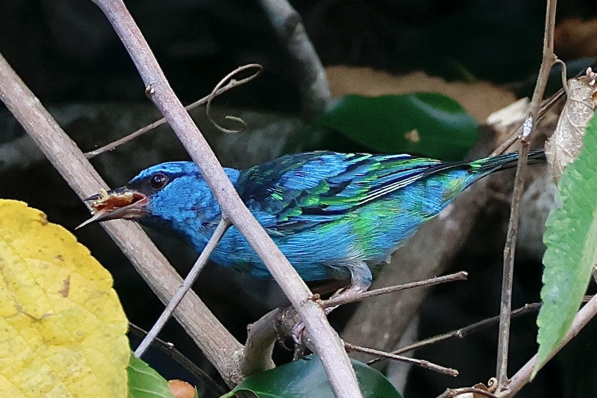 Blue Dacnis - ML631860739