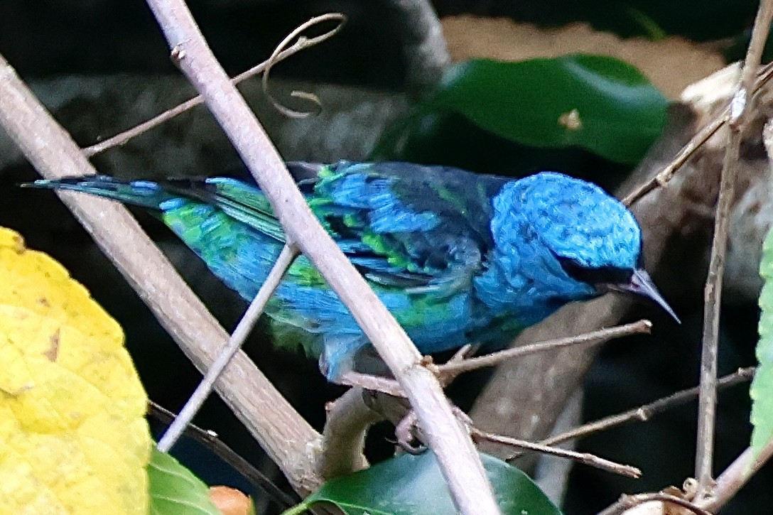 Blue Dacnis - ML631860740
